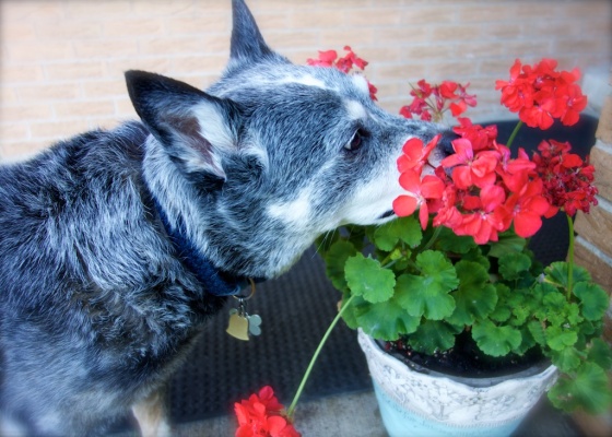 Quigley, on the day we put him down, spelling the flowers one more time.