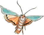 moth_edited-2